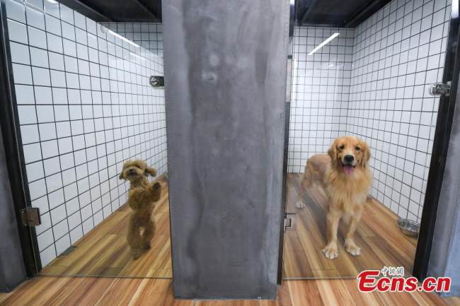 Δύο σκυλιά ζουν σε ένα τυπικό δωμάτιο σκύλου, το οποίο κοστίζει 99 γιουάν την ημέρα, στις 19 Ιουλίου 2021. (Φωτογραφία / Yang Huafeng)/ Yang Huafeng)