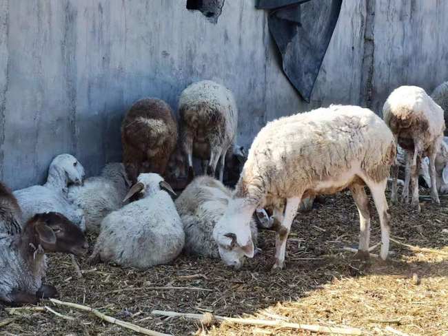 Greul a trecut. Povestea unei familii de fermieri din Usu Greul a trecut. Povestea unei familii de fermieri din Usu