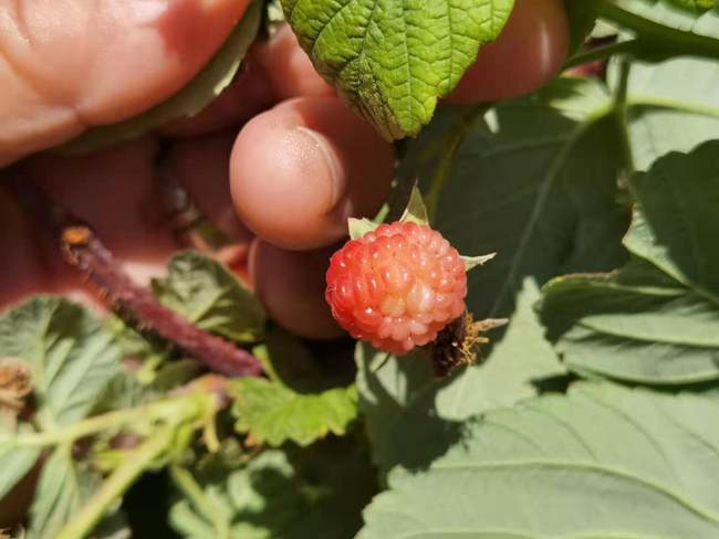 Greul a trecut. Povestea unei familii de fermieri din Usu