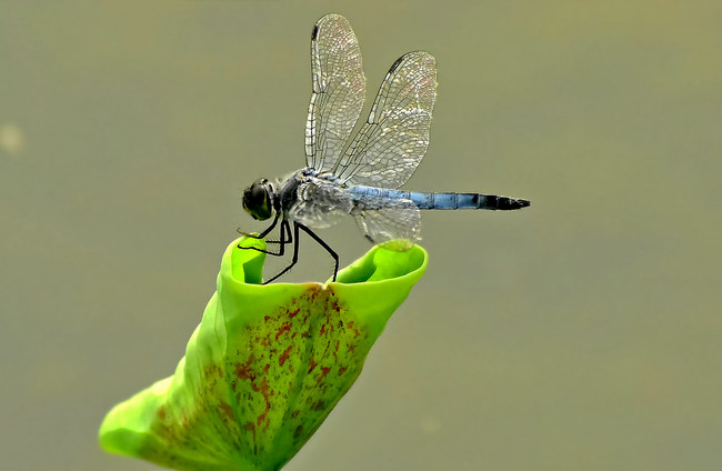 Lotușii înfloresc la Palatul Vechi de Vară