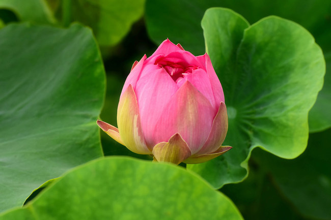 Lotușii înfloresc la Palatul Vechi de Vară