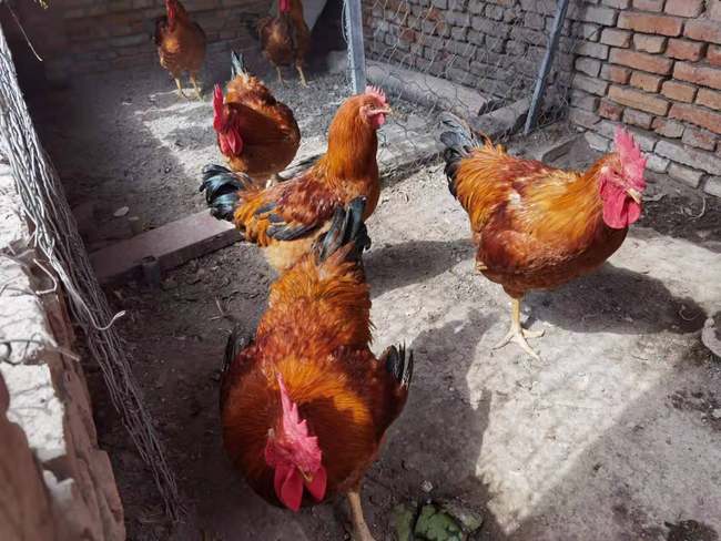 Siguranța zilei de mâine și armonia în viață aduc fericirea. Povestea unei familii de fermieri din Usu