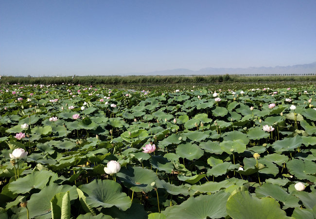 Peskovito jezero